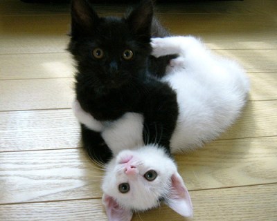 gatti-bianco-e-nero